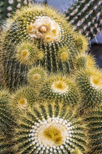 Closeup of some cactuses with yellow prickles — Stock Photo, Image