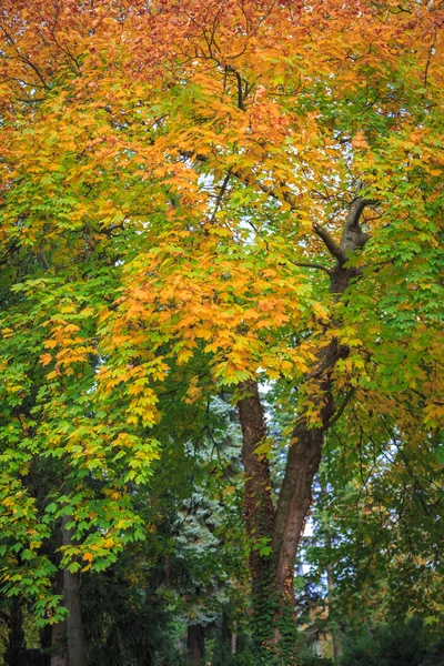 Détails de certains arbres en automne avec des feuilles rouges et jaunes — Photo