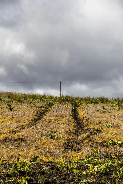 Side marks in a summer wheat field with heavy clouds — Stock Photo, Image