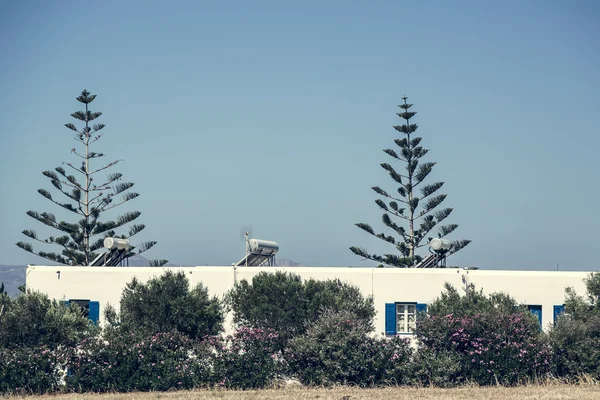 Дві тропічні дерева за білим будинком в Греції . — стокове фото