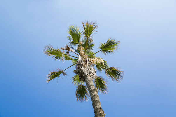 single palm tree on a cloudless blue sky