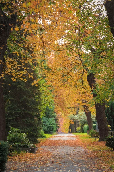 Allee mit verschiedenen Bäumen in Herbstfarben — Stockfoto