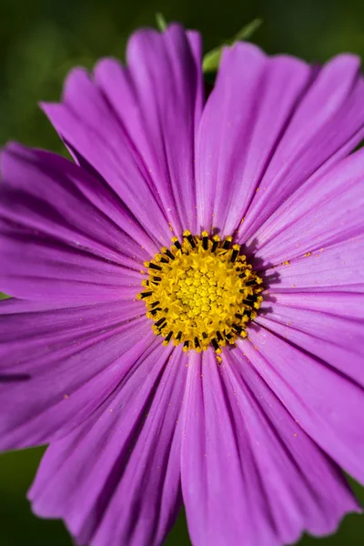 Close up van een paarse bloem met gele stigma — Stockfoto
