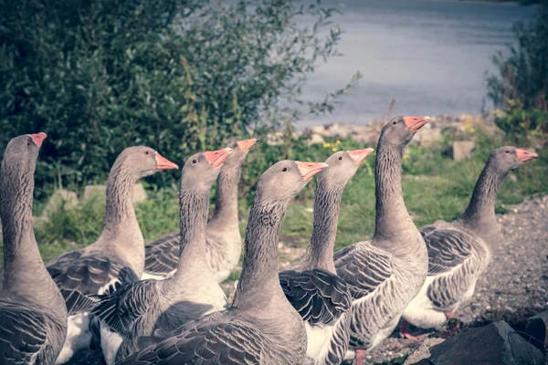 Ein Band laufender Gänse mit grünen und blauen Farbfiltern — Stockfoto