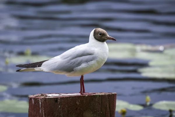 Porträt einer Möwe, die vor einem See steht — Stockfoto