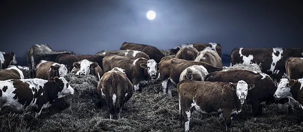 Group of bovines in deep winter — Stock Photo, Image
