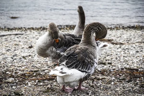 Tree geese cleaning themselves on a beach — Stock Photo, Image