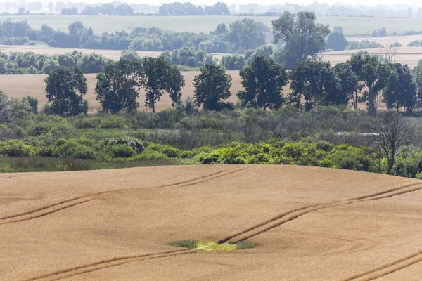 Misty landscape with a green hole in  a wheat field — Stock Photo, Image