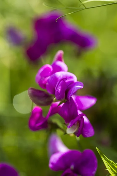 Mooie paarse wazig bloem in de lente — Stockfoto