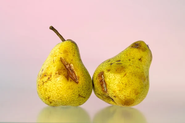 Studio shoot av två gamla päron med rosa bakgrund — Stockfoto