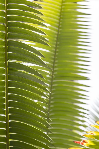 Close up of some palm leaves for backgrounds — Stock Photo, Image