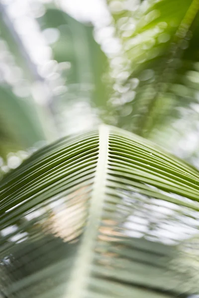 Close up of a palm leaf in back light for backgrounds — Stock Photo, Image