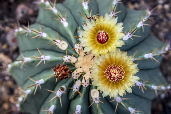 Nahaufnahme von zwei Blüten eines Kaktus — Stockfoto