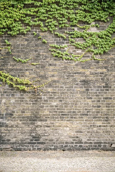 Overwoekerd ivy bakstenen muur met bestrating — Stockfoto
