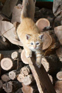 sinsi sinsi üzerinde yavru kedi