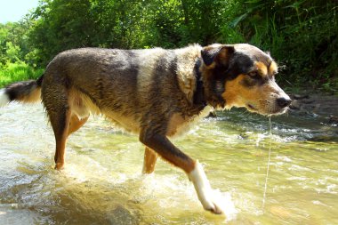 nehir yürüyen köpek