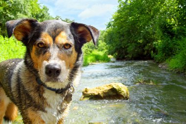köpek akışı