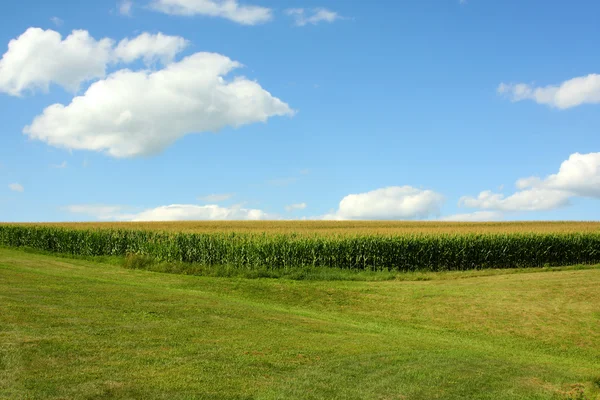 Cornfield on Sloping Hill — Stock Photo, Image