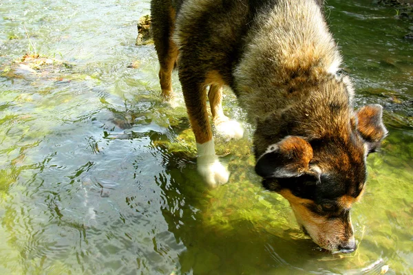 Dog Drinking Water from River — Stock Photo, Image
