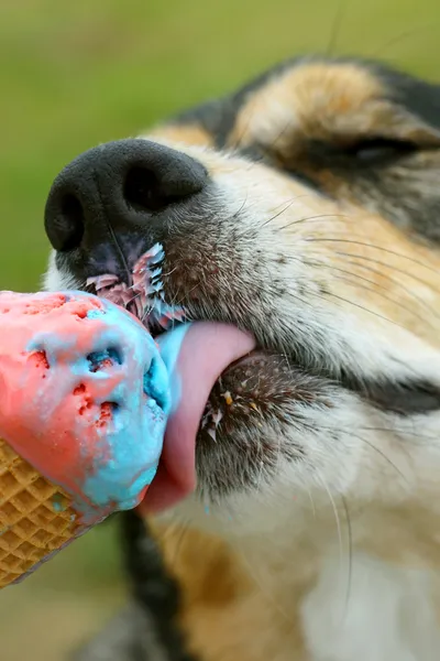 Dog Licking Rainbow Ice Cream Cone — Stock Photo, Image
