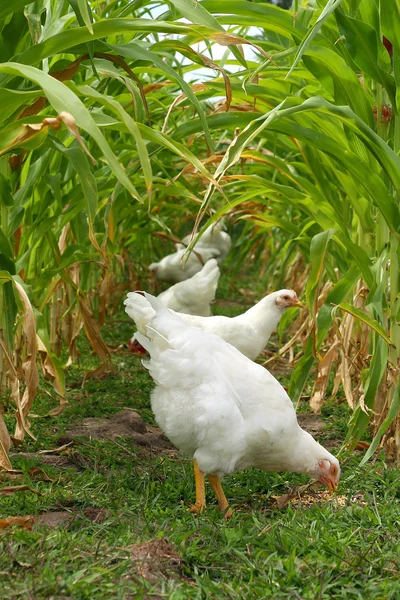 Pollos bajo dosel de maíz dulce — Foto de Stock