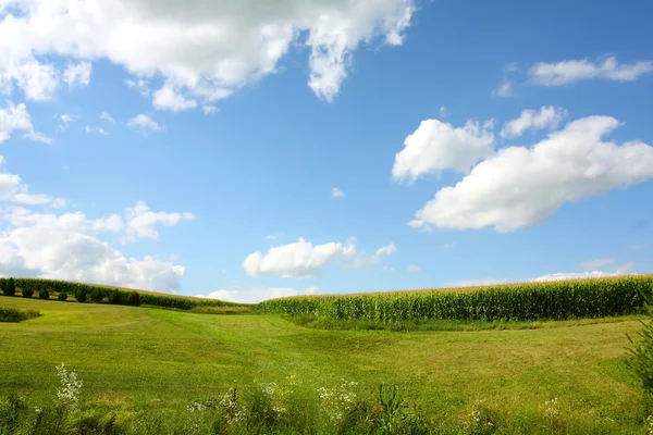 Cornfield Landscape — Stock Photo, Image