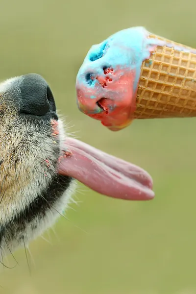 Cone de sorvete de lambendo cachorro — Fotografia de Stock