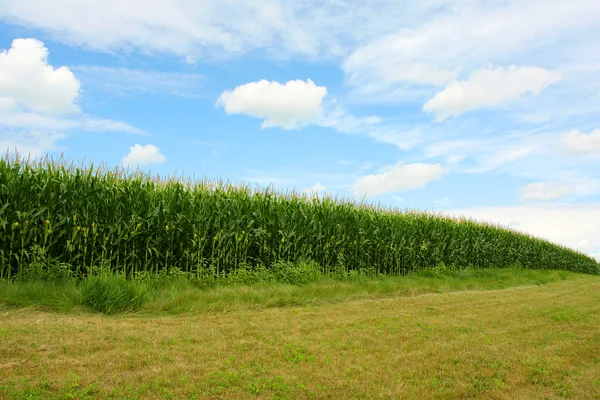 Curving Cornfield — Stock Photo, Image