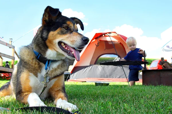 Venlige Hund Camping - Stock-foto
