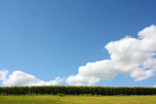 Blue Sky and Cornfield — Stock Photo, Image