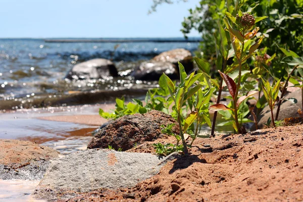 Plants Growing on Rocky Beach — Stock Photo, Image