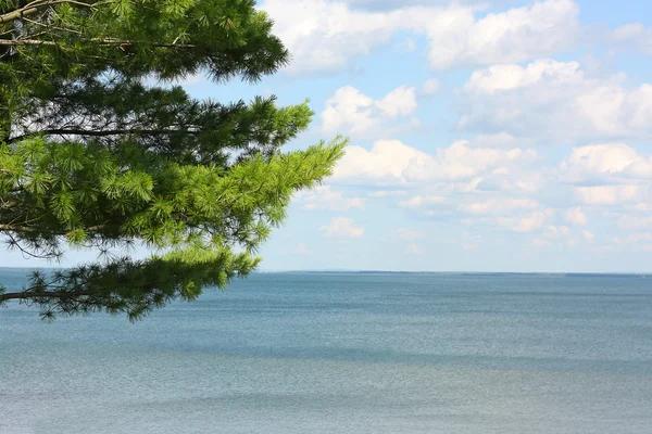 Pine Tree Overlooking Lake — Stock Photo, Image