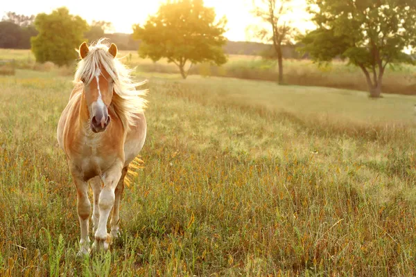 Horse Running at Sunset — Stock Photo, Image