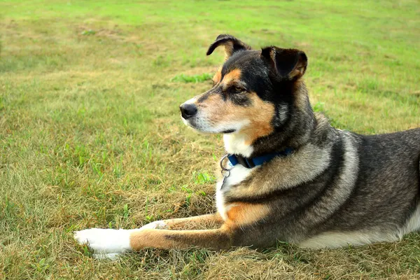 Alerta pastor alemán mezcla perro —  Fotos de Stock