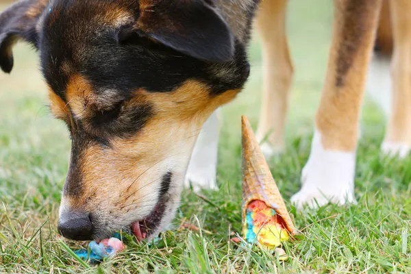 Dog Eating Ice Cream Cone on Ground Stock Photo