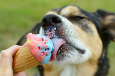 mutlu köpek yalamaya dondurma koni