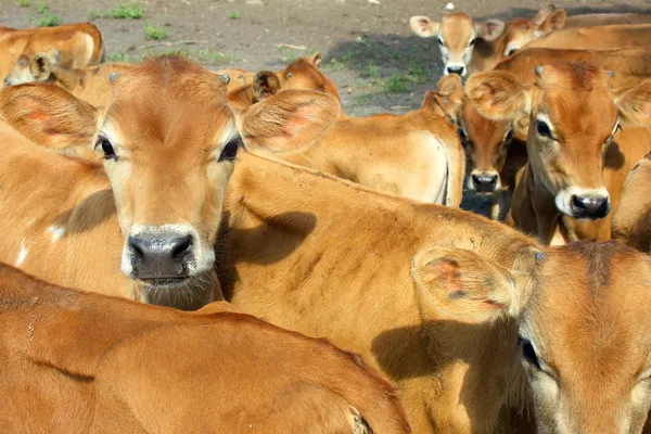 Baby Jersey Calves — Stock Photo, Image