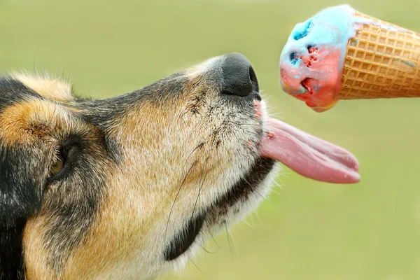 Hund leckt Eistüte — Stockfoto