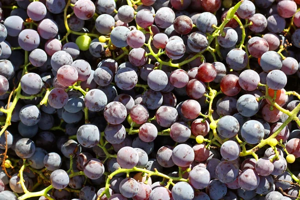 Montón de uvas frescas recogidas en la vid — Foto de Stock