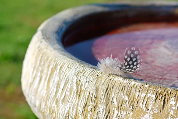 Small Woodpecker Feather on Birdbath — Stock Photo, Image