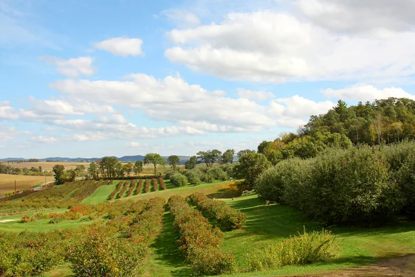 Barrer el paisaje del huerto de manzanas —  Fotos de Stock