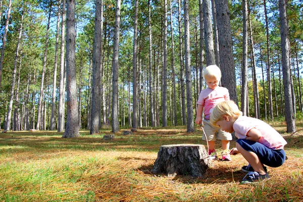 Dos niños pequeños explorando en el bosque de pinos — Foto de Stock