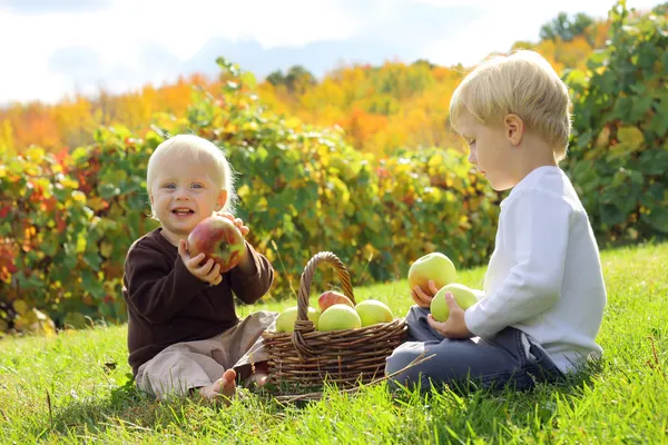 年幼的儿童在苹果果园吃水果 — 图库照片