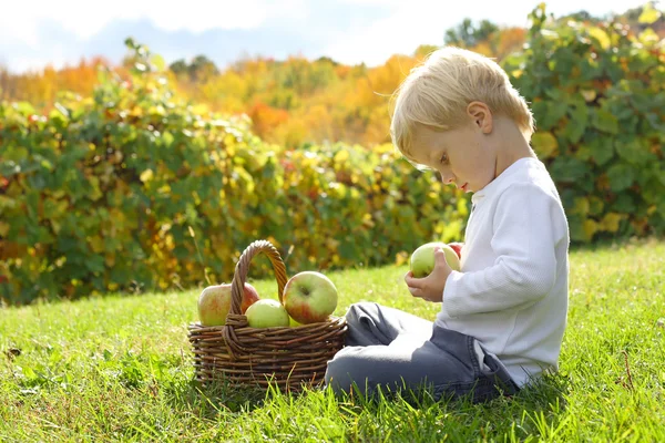 Bambino che gioca con le mele al frutteto — Foto Stock