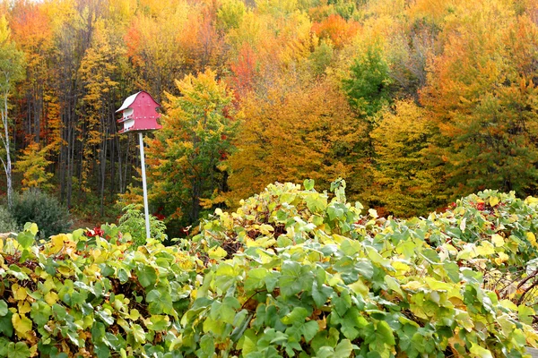 Vecchio fienile rosso Casa degli uccelli in autunno fogliame — Foto Stock