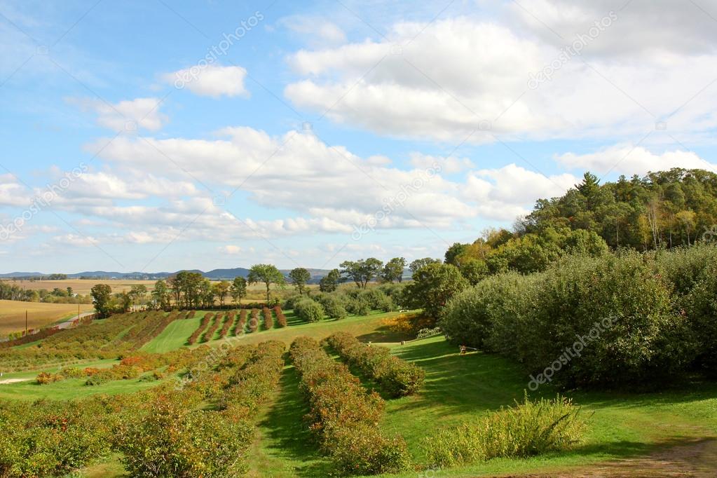 Sweeping Apple Orchard Landscape