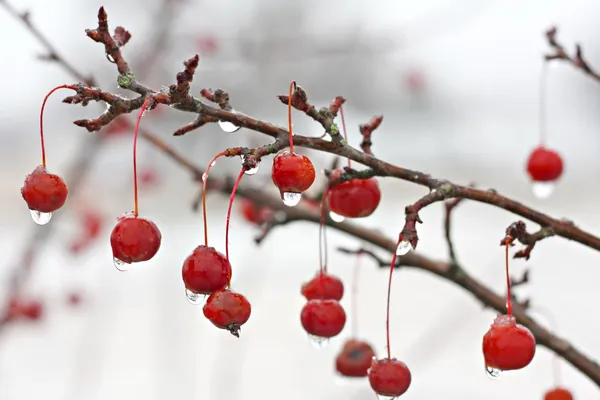 冬天海棠树分支被盖在冰 — 图库照片