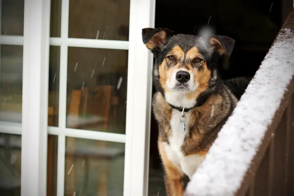 Pies szuka się drzwi domu w śniegu — Zdjęcie stockowe