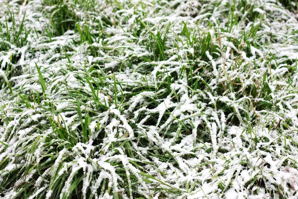 Césped verde largo cubierto de nieve —  Fotos de Stock