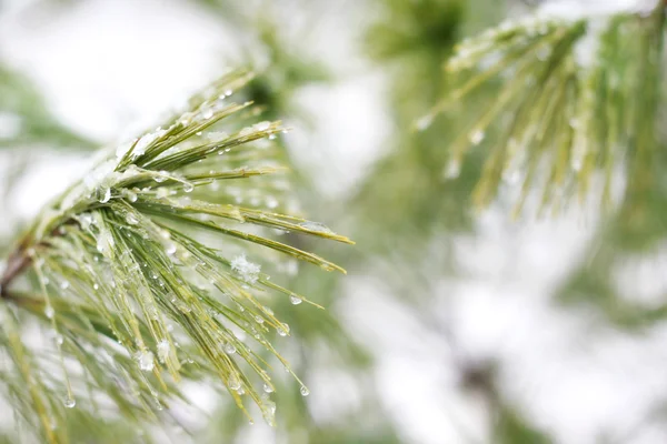 白色松树覆盖冰滴 — 图库照片